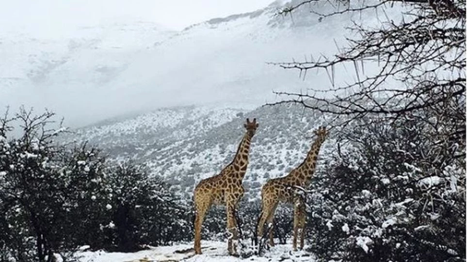 Καιρός εκτός ελέγχου! Στα… λευκά ντύθηκε η Ν.Αφρική: Kαμηλοπαρδάλεις, λιοντάρια και ελέφαντες «κολυμπούν» στα χιόνια